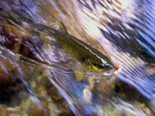 Trota fario pescata nell'Alto Aniene