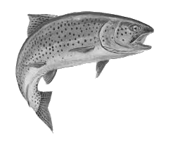 logo aniene fly fishing